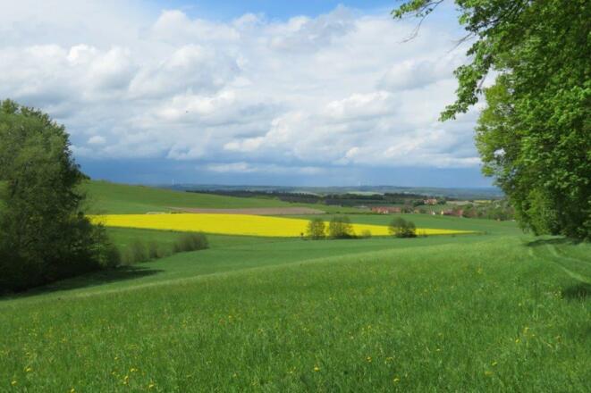 Waldrand Blick Eschenau