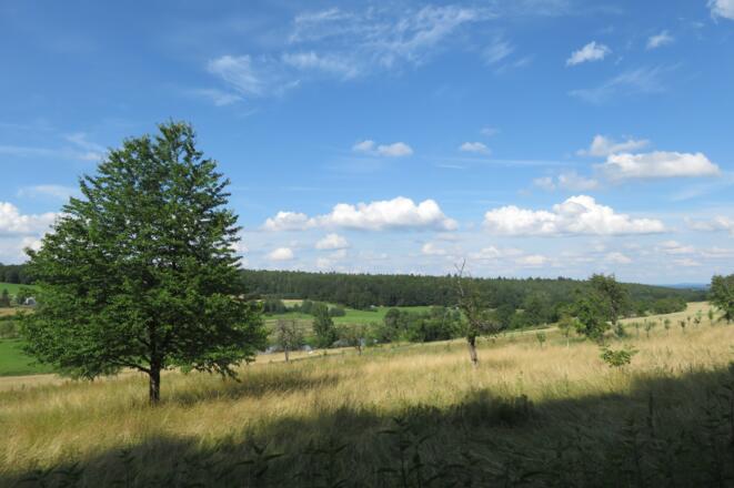 Baumfeld Fatschenbrunn