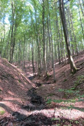 Bachzulauf am Schlangenweg