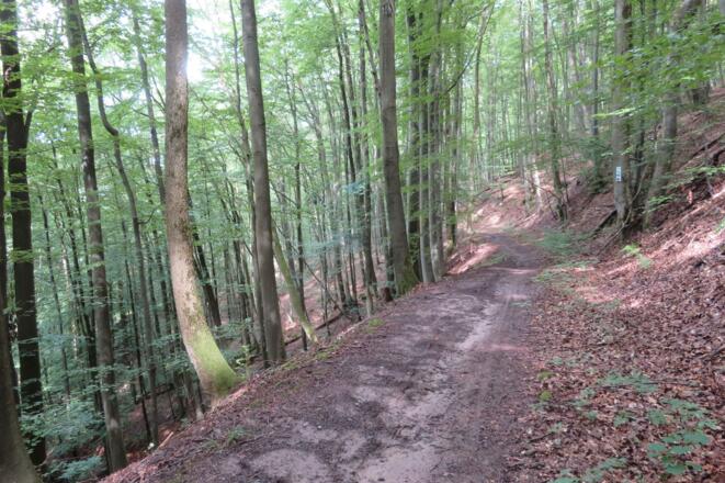 Buchenwald am Zabelstein