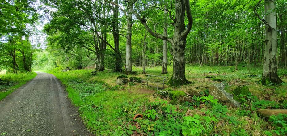 Alte Bank im Wald bei Birx
