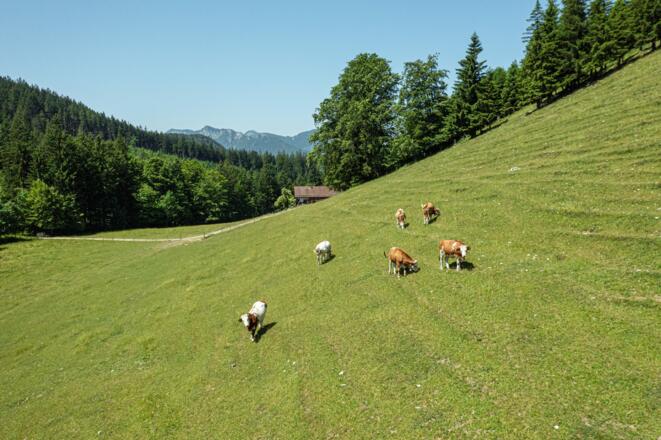 Kühe auf der Almweide