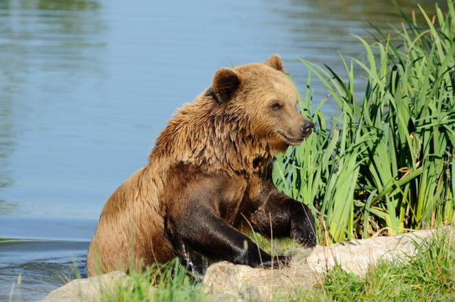 Bär im Wildpark Poing