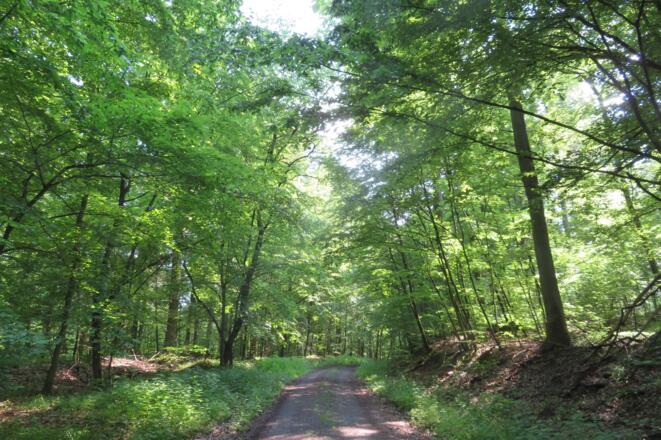 Forstweg durch den Wald