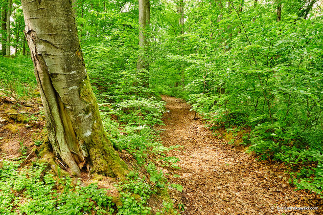 Naturpfad Drei Wälder Weg