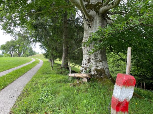 Glasenberg Trail - Maria Neustift