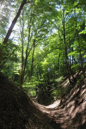 Hohlweg vom Schlossberg Richtung Zell