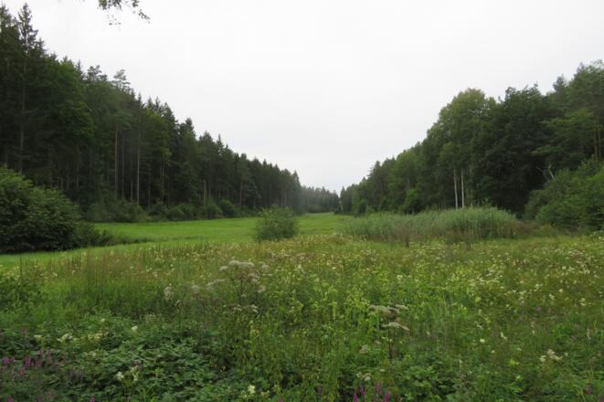 Friedeleinstal