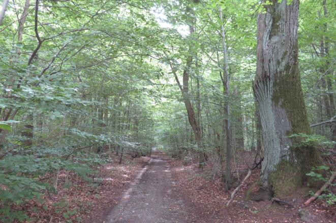 Waldweg