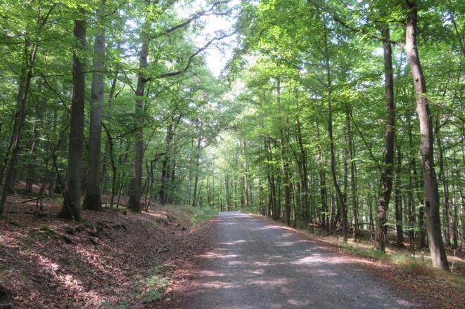 Waldstück am Hermannsberg
