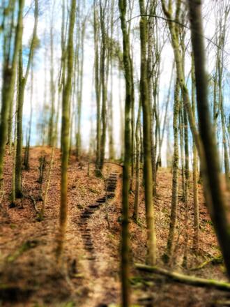 Naturtreppe Marswald