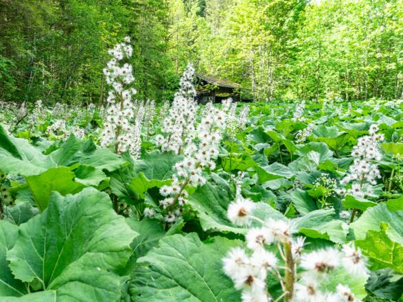 Pestwurz entlang der Vils