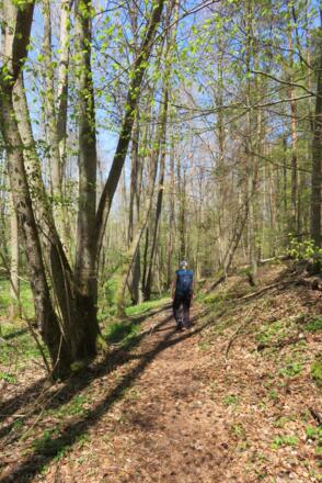 Waldpfad am Grundbach