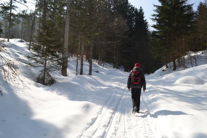 Der Weg startet waldig.