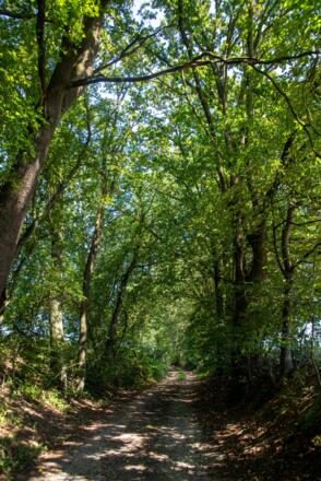 Lengham St Ulrich Waldstück
