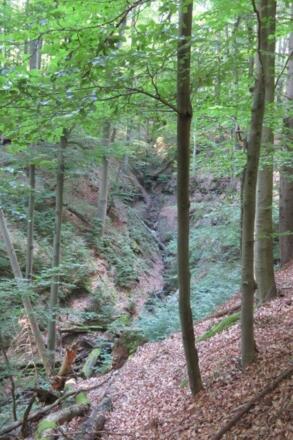 Schluchtenwald