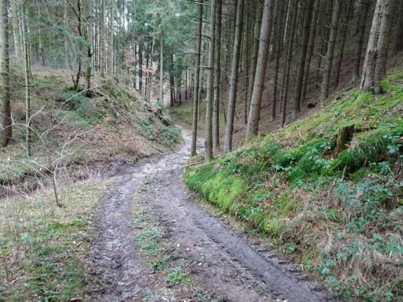 Weg in den Canyon. (Weg mit Bachlauf)