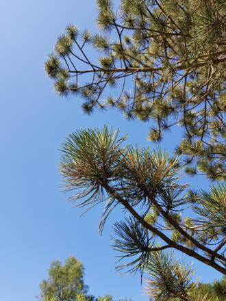 Nadelbaum im PARK
