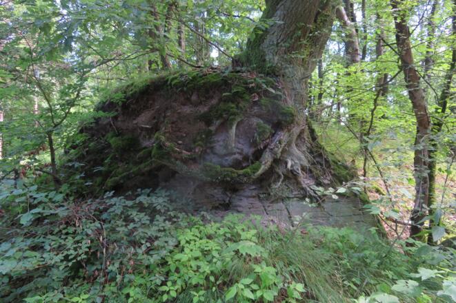 Wurzelstock