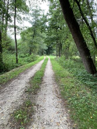 Hopfen bei Geisenfeldwinden