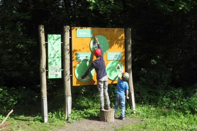 Säugetiere im Wald