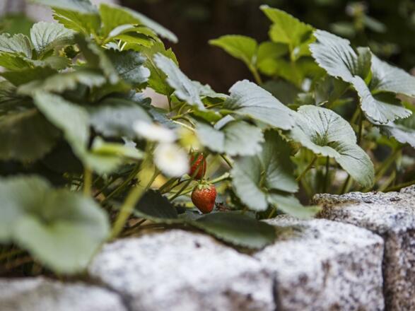 Haus Erdbeerbeet_Sommer