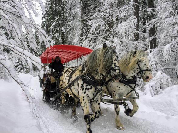 Pferdekutschenfahrten im Winter