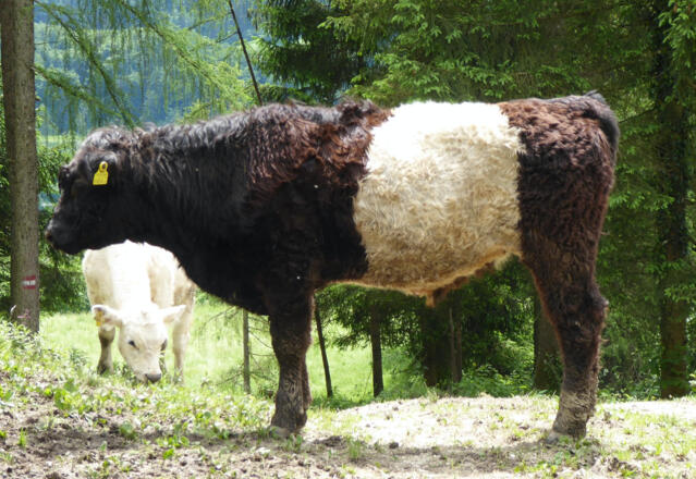 Das hübsche Ildefonso-Rind am Rückweg nach Unterscheffau.