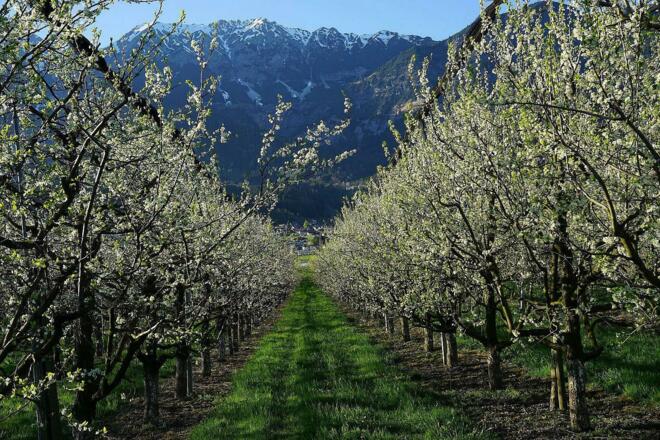 Obstbaumallee Surerhof