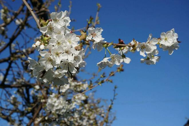 Obstbaumblüte Surerhof