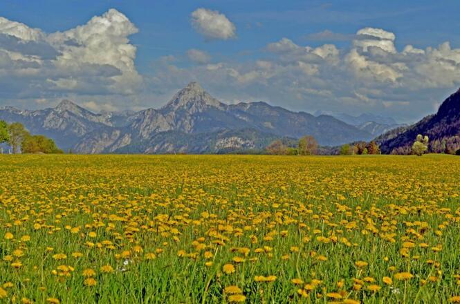 Löwenzahnwiese im Frühjahr