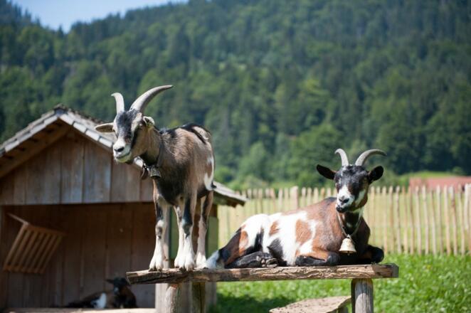 Waibelhof Tiere ... unsere Ziegen