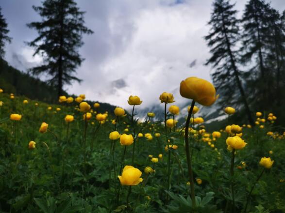 das Blumenparadies im Karwendel