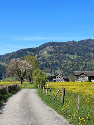 Lingenau im Frühling