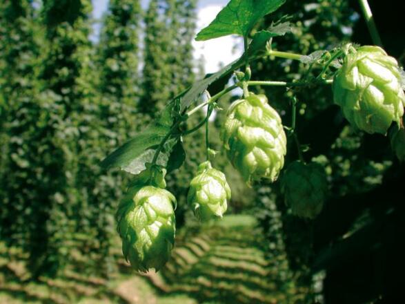 Hopfen - Brauerei Hofstetten