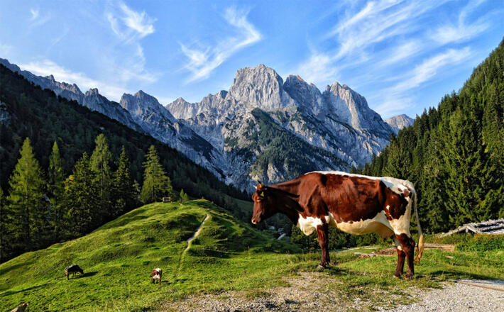 Eine Pinzgauer Kuf auf der Bindalm