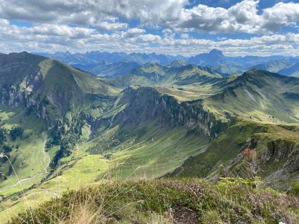Falzerkopf im Hintergrund