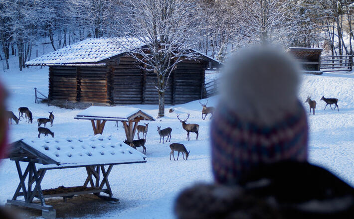 Wildtiere im Nationalpark Berchtesgaden beobachten