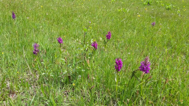 Knapenkraut entlang des Weges