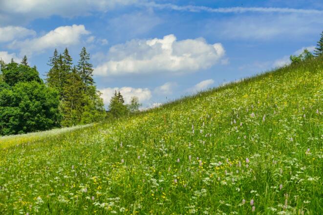 Bergwiese Osterzgebirge