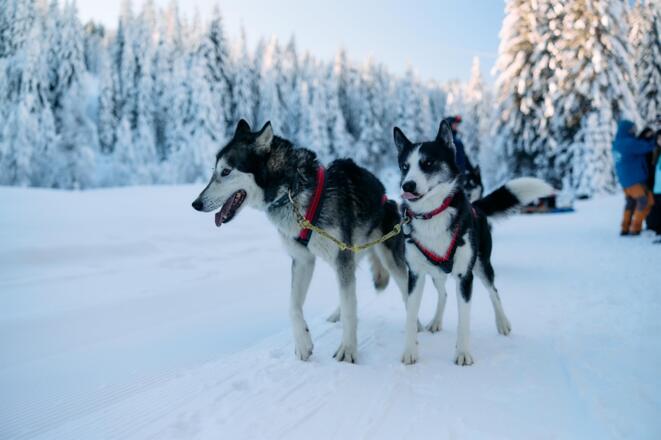 Huskycamp Kleinwalsertal