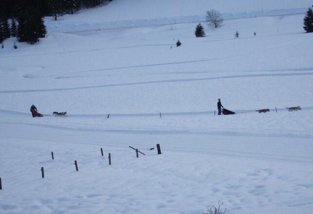 Schlittenhunde