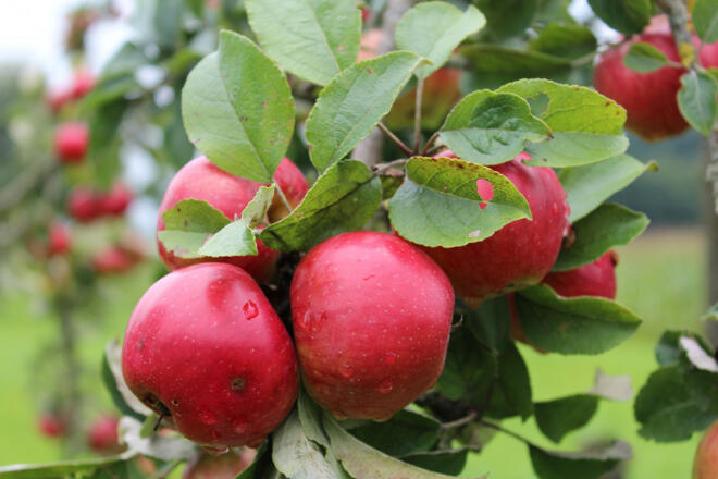 rote +äpfel_t