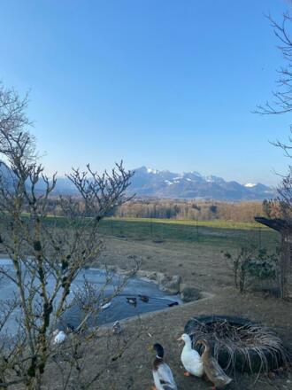 Gartenteich mit Enten