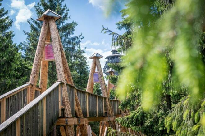 Baumkronenweg - spazieren zwischen den Wipfeln