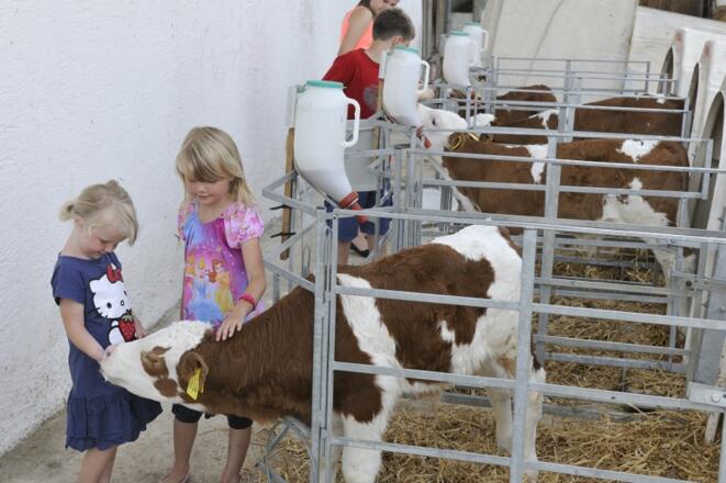 Kälbchen streicheln