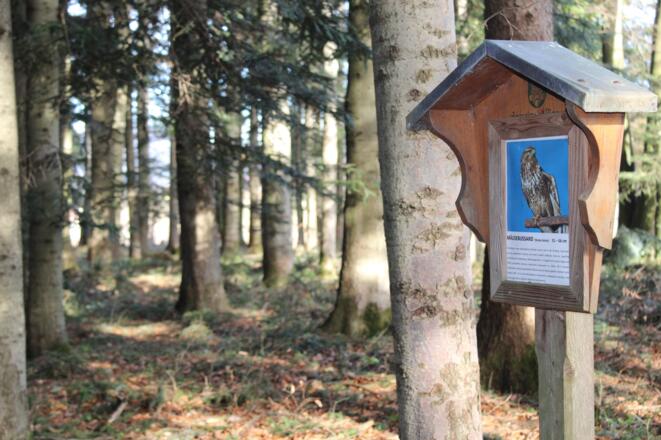 Vogellehrpfad Bad Vigaun_Mäusebussard