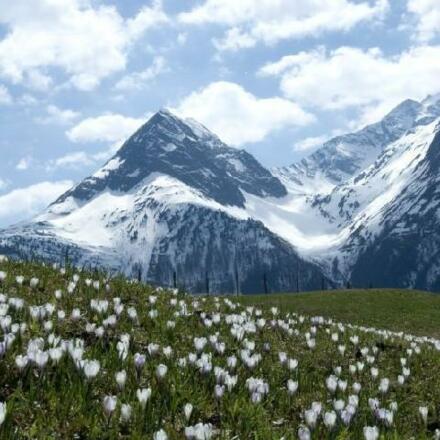 05_640x480  Frühling mit Zeitlosen und Halkogel