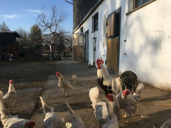 Unsere Eierlieferanten