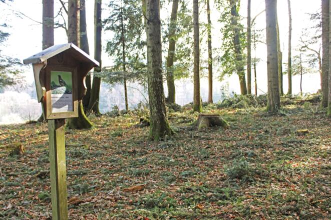Vogellehrpfad Bad Vigaun_Buchfink